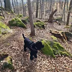 Rezydencja Silverton - Przyjazny Dla Zwierzat